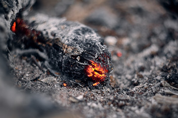 Burning hot red coals looks like a dragon among black ash. Texture of bonfire abstract background.