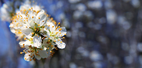 wiosenny kwiat śliwki