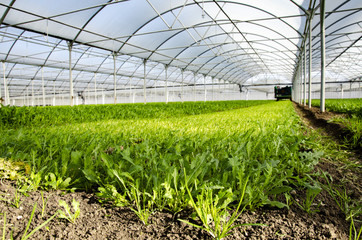 Fase della coltivazione della rucola
