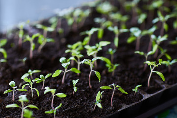 Seedling tomato in tray for sprout in greenhouse growing in the sun rays
