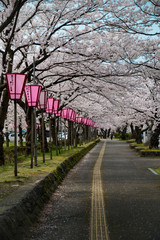 Cherry blossom relaxed park stroll