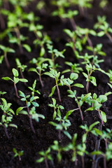 Seedling tomato in tray for sprout in greenhouse growing in the sun rays