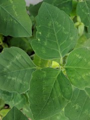close up beautiful texture of green leaves. 