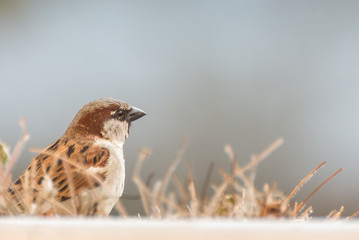 Hungry birds looking for food in a city. Feeding with bread while they sit on a fence at balcony.
