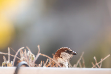 Hungry birds looking for food in a city. Feeding with bread while they sit on a fence at balcony.