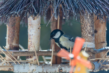Hungry birds looking for food in a city. Feeding with bread while they sit on a fence at balcony.