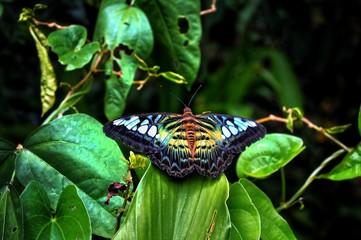 butterfly on leaf
