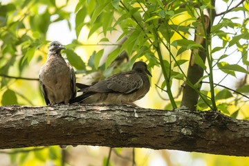 Bird on Cinnamomum camphora tree