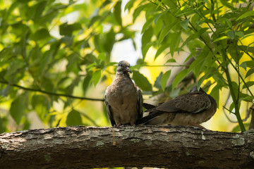 Bird on Cinnamomum camphora tree