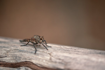 The macrophoto of a black flying insect on a light surface