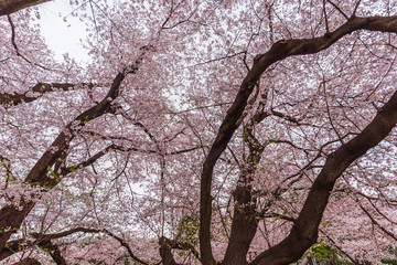 Cherry trees are  in full bloom - Tokyo's most popular park for cherry blossom viewing in April. Kinuta public park is very famous for cherry blossom viewing.