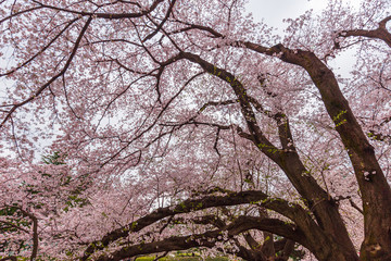 Cherry trees are  in full bloom - Tokyo's most popular park for cherry blossom viewing in April. Kinuta public park is very famous for cherry blossom viewing.