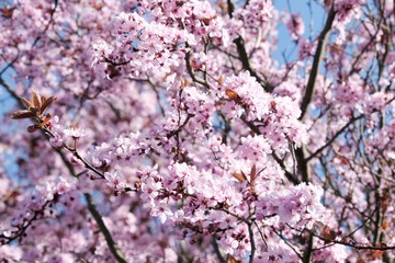 Twigs of tree with pink flowers.  Prunus subhirtella (Prunus × subhirtella), the winter-flowering cherry, spring cherry, Higan cherry, or rosebud cherry, is a small deciduous flowering tree.