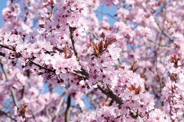 Twigs of tree with pink flowers.  Prunus subhirtella (Prunus × subhirtella), the winter-flowering...