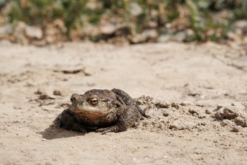 Bufo bufo (toad) on sandy road in spring. It is going to lake for mating.