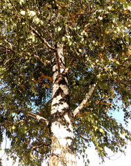 Fototapeta premium Trees in the green and gold park