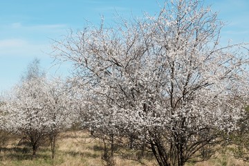 Blooming fruit trees in spring. White small flowers of Mirabelle plum, also known as mirabelle prune or cherry plum (Prunus domestica subsp. syriaca).