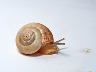 A small Mediterranean snail with a yellow shell on a white background. Theba pisana