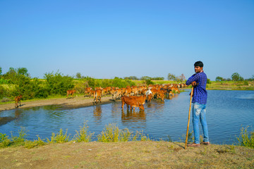 Naklejka premium young indian farmer with his cattle