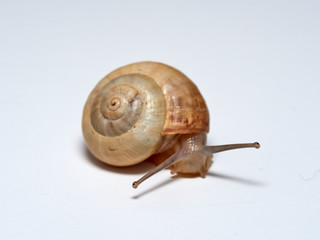 A small Mediterranean snail with a yellow shell on a white background. Theba pisana