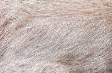 Brown cat fur skin abstract on background