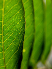 Macro Longan fruit leaves textured. soft focus background.