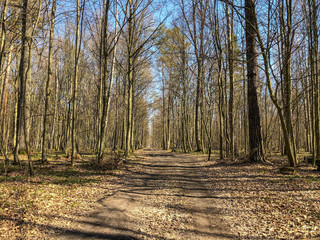Spring forest illuminated by the bright sun. A path in the spring forest.