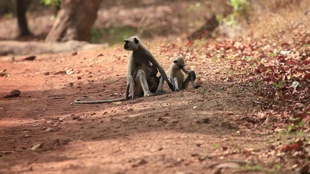 Langur Female sits on a dirt road with its baby in shade of a tree pondering what to do during the summer heat in India