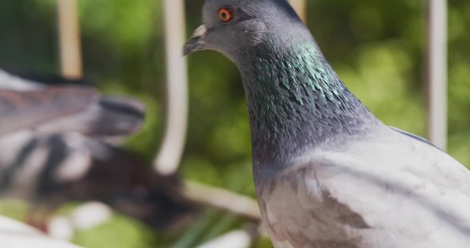 A pigeon, blue-winged dove sits on a window. Orange eyes and green spring background.