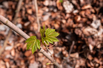 Frühling Natur