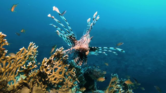 Vibrant Orange and Red Lion Fish Above Deep Coral Reef