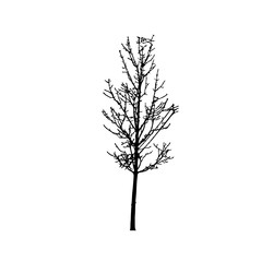 Tree silhouettes on white background. Vector illustration.