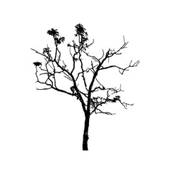 Fototapeta premium Tree silhouettes on white background. Vector illustration.