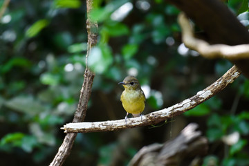 Small yellow bird on tree branch.