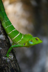 green chameleon on a branch