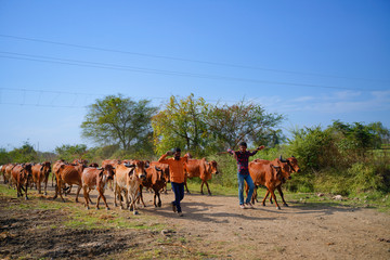 Indian cattle field ,Rural india