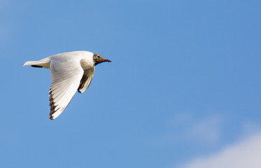 Seagull in flight against a blue sky, ascending with wings spread