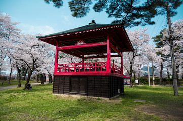 Cherry blossom relaxed park stroll
