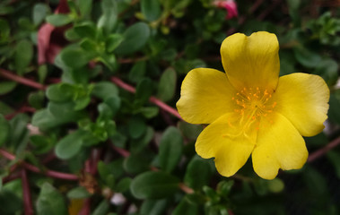 Single yellow portulaca or purslane flower against a blurred nature background of green leaves with red stems outdoors in spring time.
