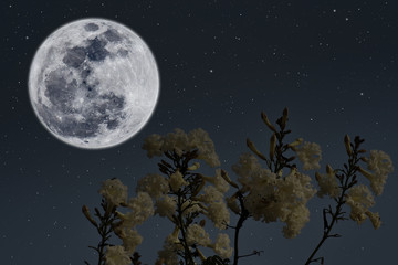 Fototapeta na wymiar Full moon over silhouette flowers in the night.