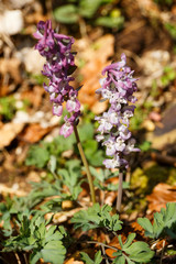 Lerchenspron Corydalis auf der Schwäbischen Alb
