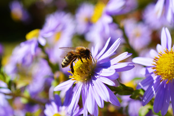 Biene auf Asterblume