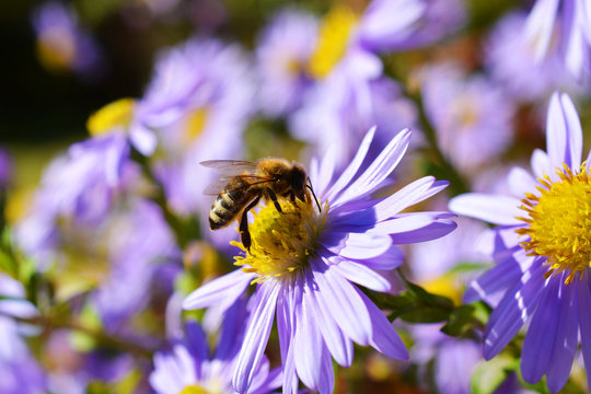 Biene auf Asterblume