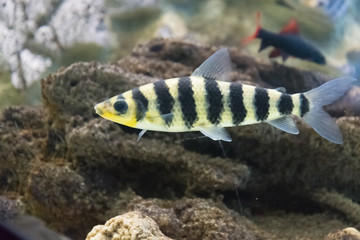 Fototapeta na wymiar Aquarium fish. Leporinus fasciatus portrait. One fish in the frame.