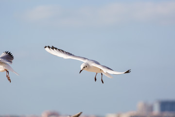 Seagull in flight against a blue sky, ascending with wings spread