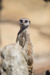 Suricate