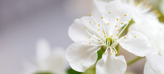 Layout with white flowers of blooming apple tree in spring season. Petals and stamens. Macro Banner.