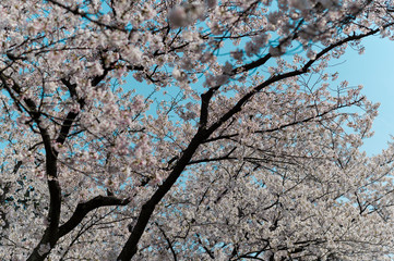 Cherry blossom joyful day outdoor