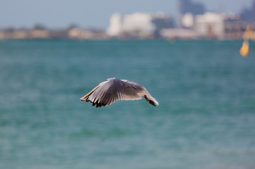 Seagulls in flight against the background of the sights of the old city, Charles Bridge and view to Vltava River, Prague Castle, Prague, Czech Republic.