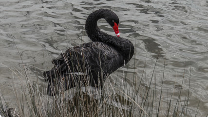 A black swan swimming on a pond. Black Swan is a theory that is difficult to predict rare events that have significant consequences in the economy